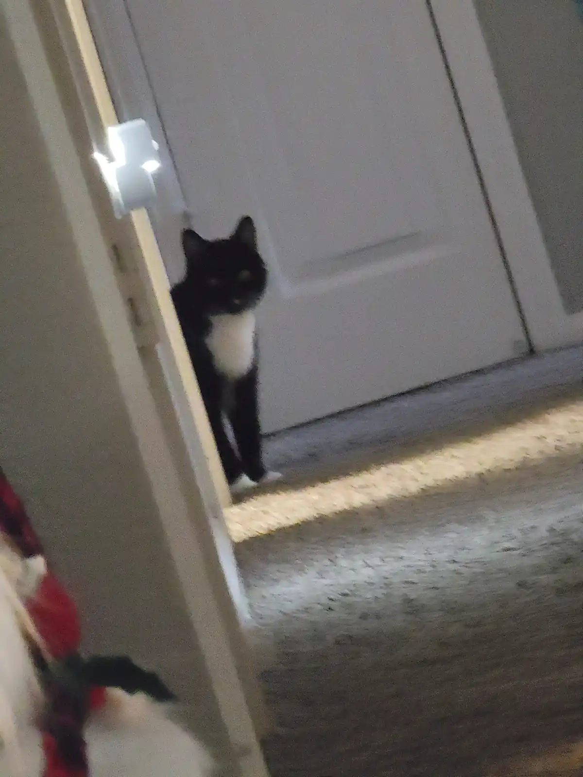 A black-and-white cat peeks cautiously from behind a slightly ajar white door, its body mostly hidden in shadow while its…
