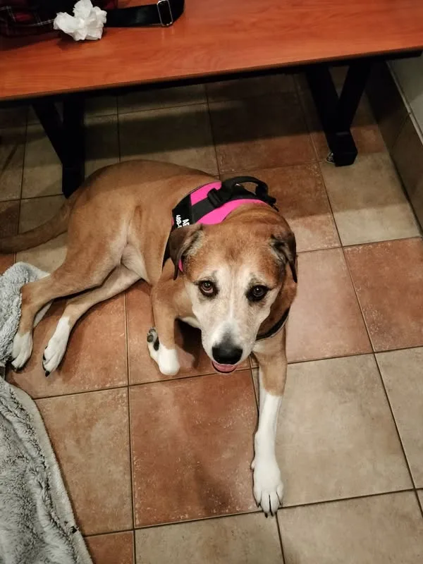 A brown and white dog wearing a pink and black harness lies on a tiled floor, looking up with a tired, pleading expression…