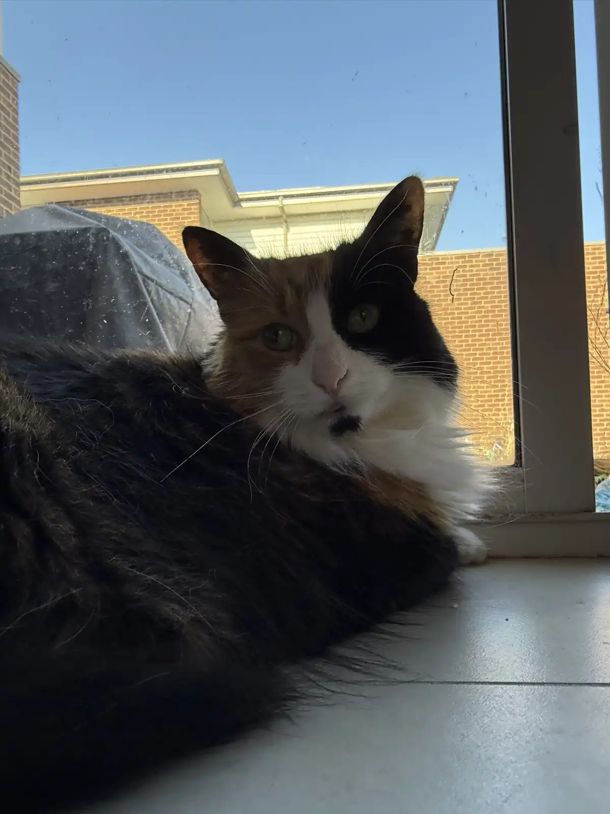 A fluffy calico cat with black, white, and orange fur is lounging on a windowsill, looking directly at the camera with a…