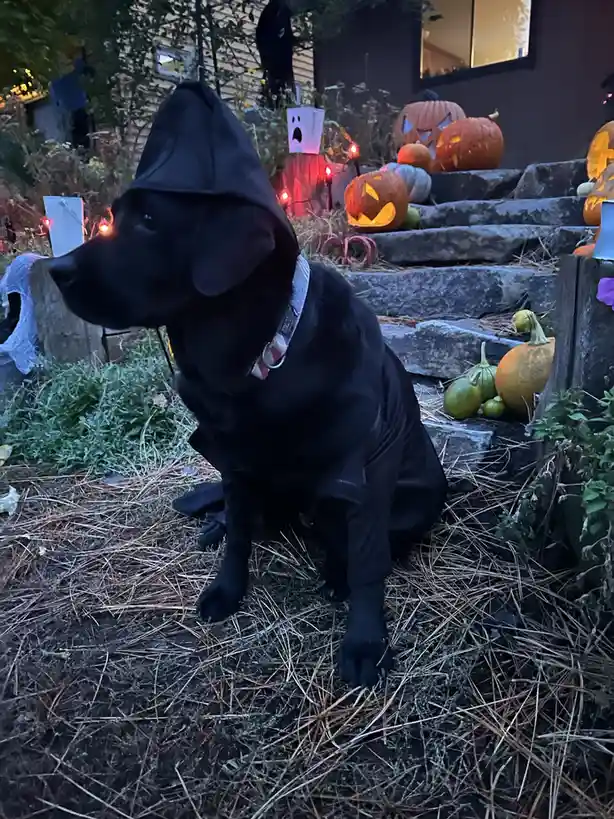 Wishing Everyone a Happy Halloween!