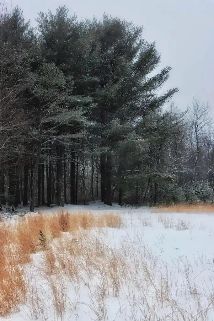A snowy forest scene with tall evergreen trees and dry, golden-brown grasses poking through the snow. Overlaid text reads…
