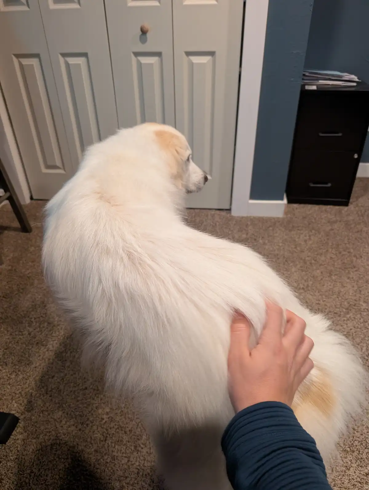 A fluffy white dog with tan markings sits on a carpeted floor, looking away from the camera toward a door, while a human…