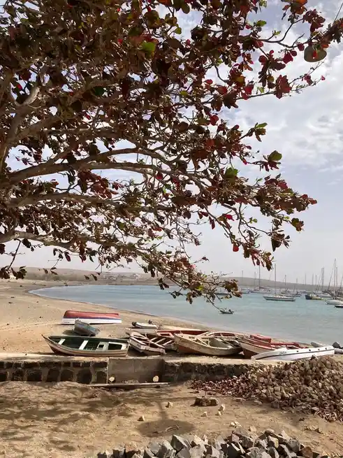 A scenic beach photo shows several small boats resting on a sandy shore under the branches of a tree with red and green…
