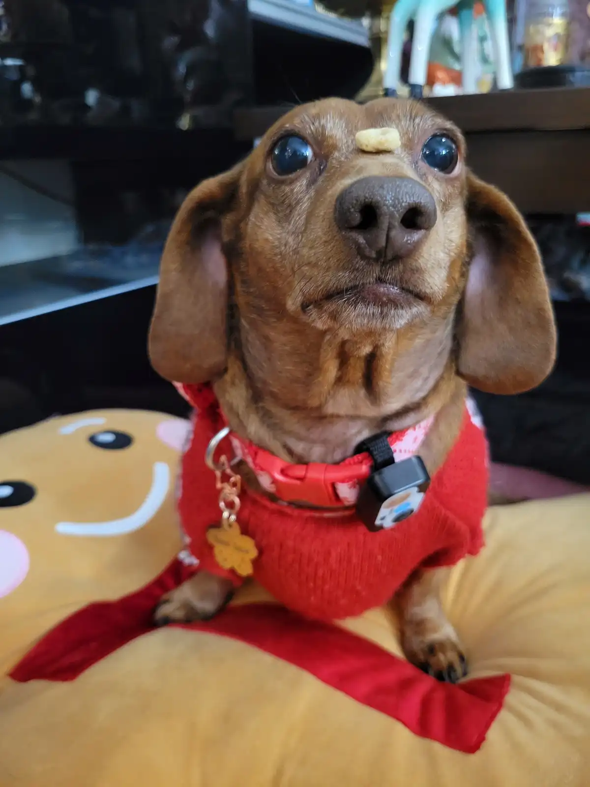 A brown dachshund wearing a red sweater sits on a yellow plush toy, looking upward with a small, light-brown snack balanced…