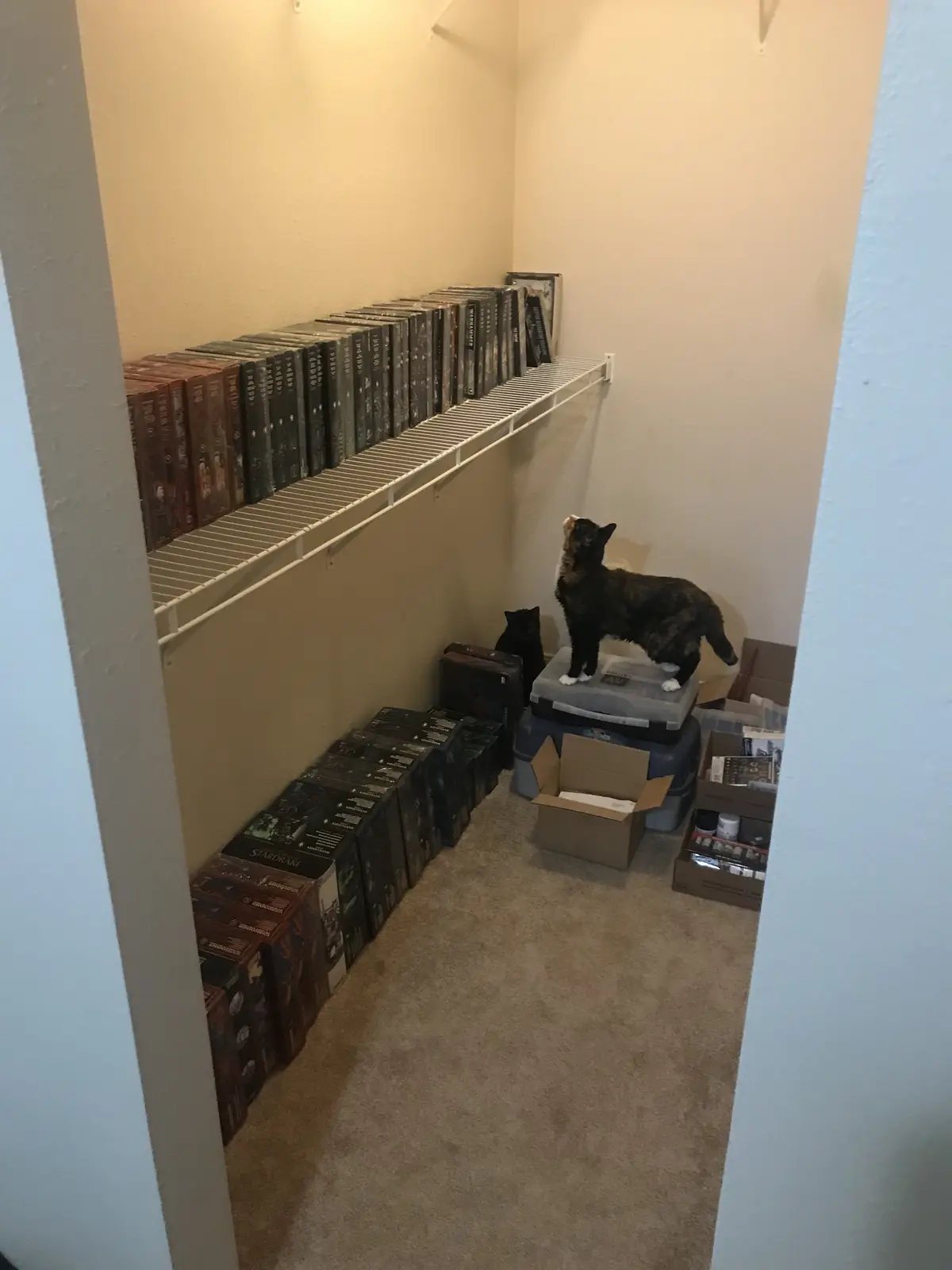 A tortoiseshell cat stands atop stacked storage bins in a narrow closet filled with neatly arranged Warhammer 40,000 and…