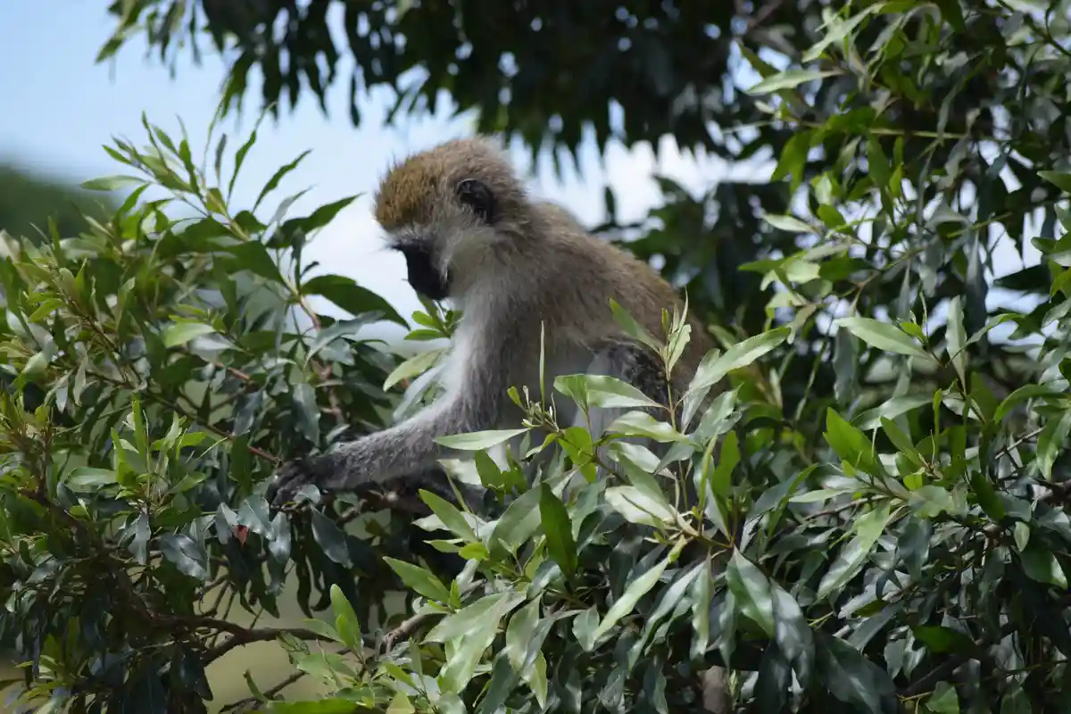 A vervet monkey sits calmly among dense green foliage in a tree, looking downward with a relaxed posture. The image has text…
