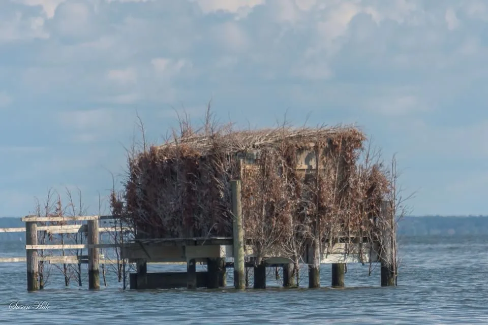A dilapidated wooden structure, possibly a pier or dock house, sits partially submerged in water, heavily overgrown with…