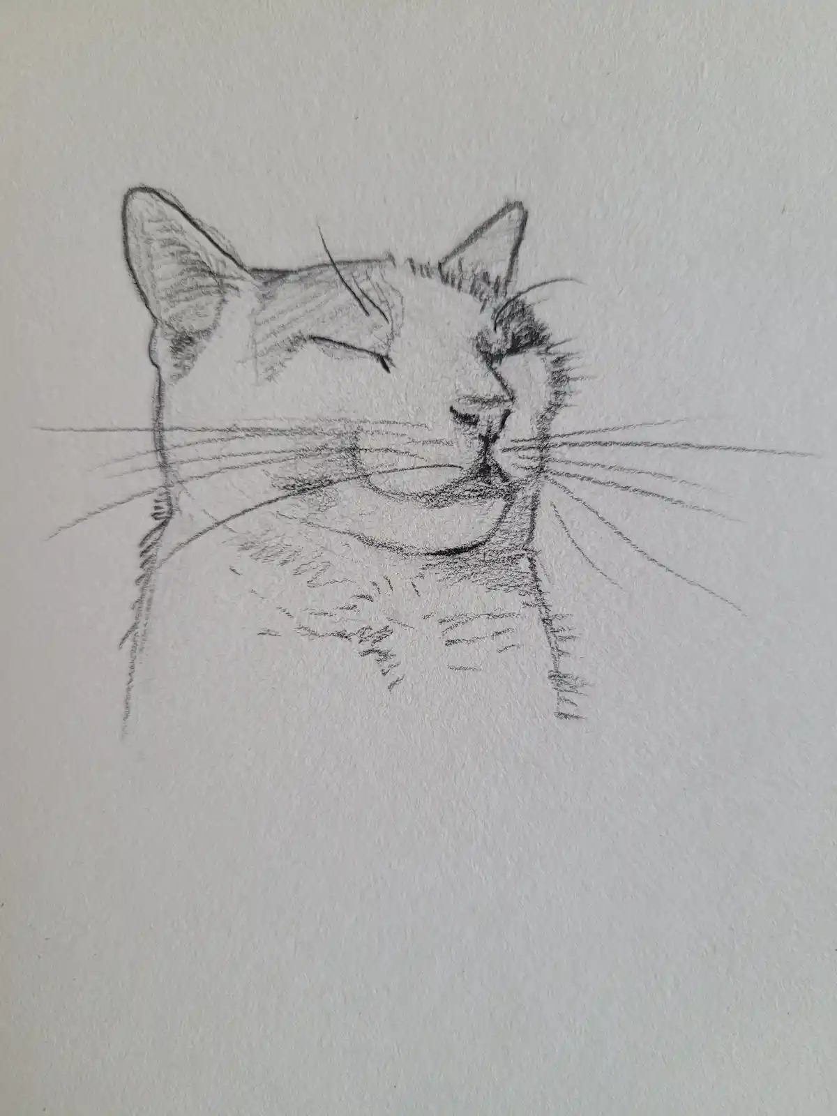 A pencil sketch of a cat's head and upper neck on textured white paper, drawn in profile with closed eyes, whiskers, and…