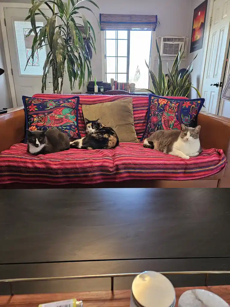 Three cats are lounging side-by-side on a brown leather couch covered with a vibrant red and purple striped blanket. The…