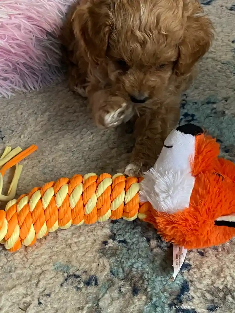 A small, fluffy brown puppy sits on a textured rug, looking down at a plush fox toy with an orange and yellow braided rope…