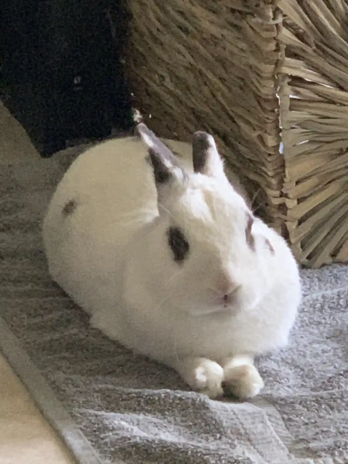 A fluffy white rabbit with dark patches on its ears and face sits curled up on a gray towel next to a wicker basket. The…