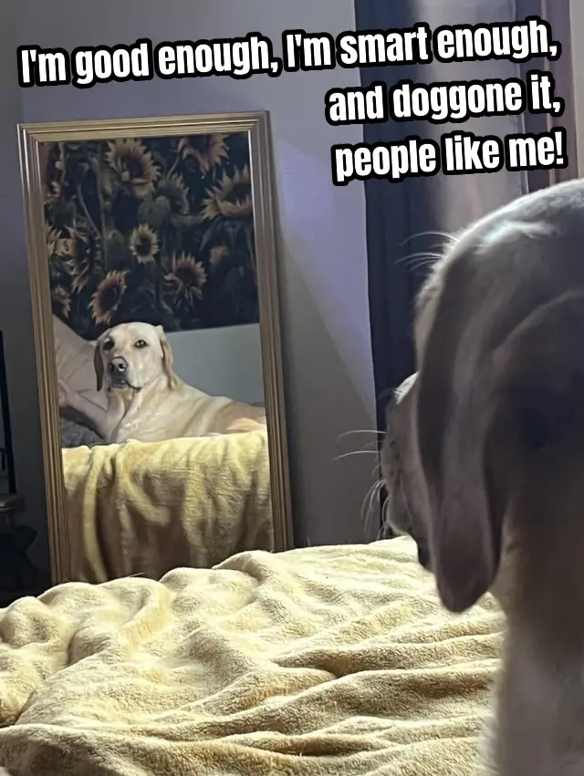 A light-colored dog is seen from behind, looking at its reflection in a mirror while lying on a yellow blanket. The mirror…