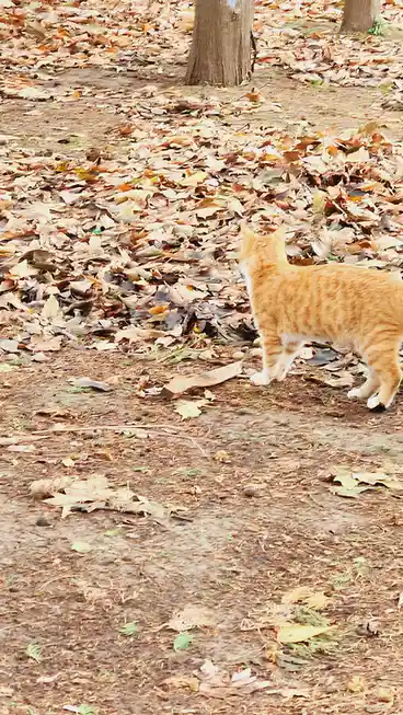 An orange tabby cat with white paws stands in a forest path covered in fallen brown and yellow leaves, looking away from the…