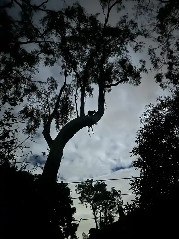 A low-angle shot shows the silhouette of a large tree against a cloudy sky, with a small animal, likely a possum or similar…