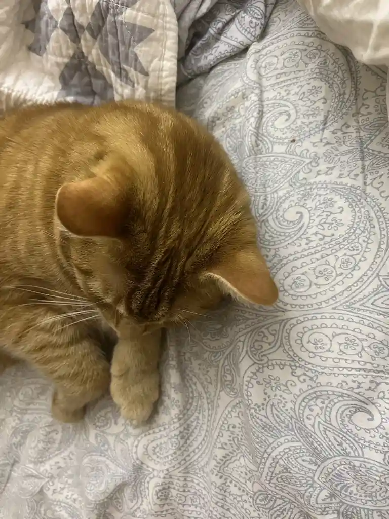 A Daily Dose of Feline Cuteness to Brighten Your Day