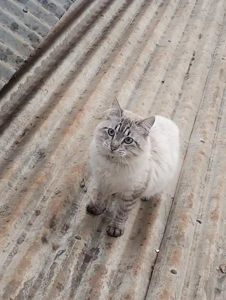 A fluffy, light-gray tabby cat with striking blue eyes sits on a weathered, rusty corrugated metal surface, looking directly…