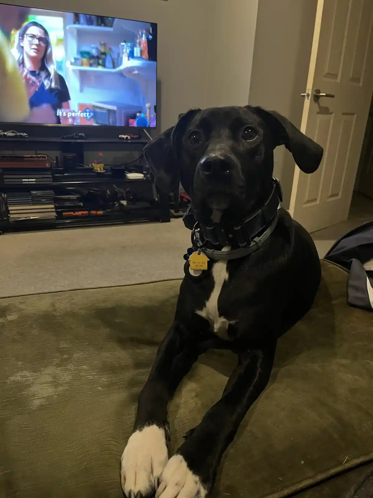 A black dog with white paws and chest sits on a green couch, looking directly at the camera with wide, innocent eyes. In the…