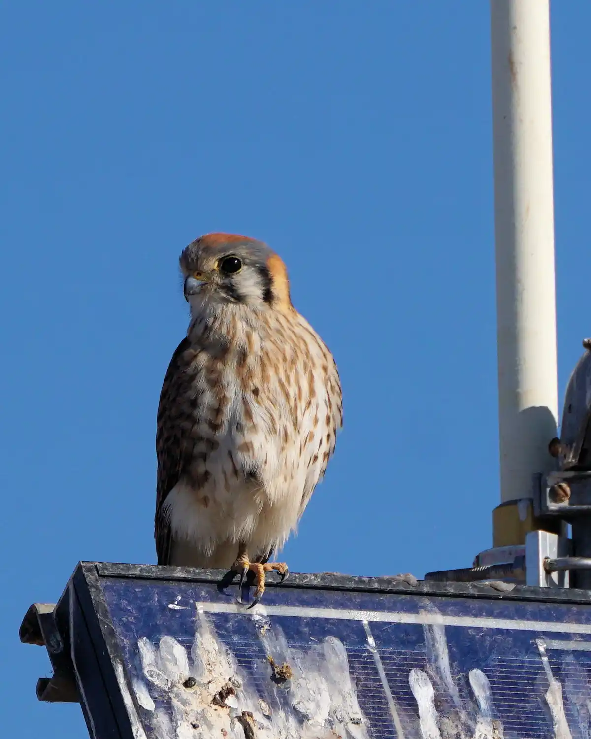 A small bird of prey, likely a kestrel, perches atop a dirty, icy solar panel against a clear blue sky. The bird has a…