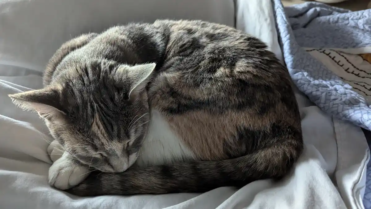 Enjoy this delightful Caturday haiku!