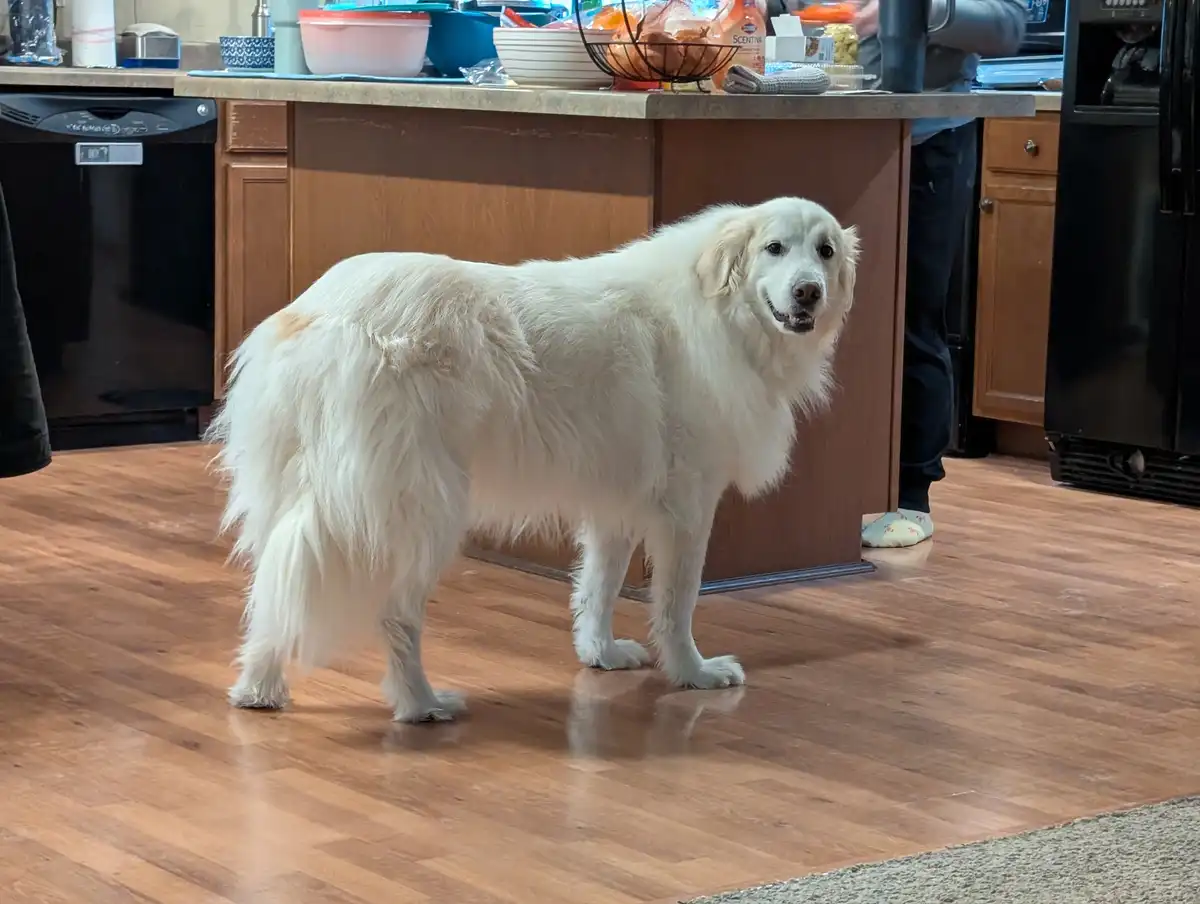A large, fluffy white dog stands in a kitchen on a wooden floor, looking directly at the camera with a slightly smug or…