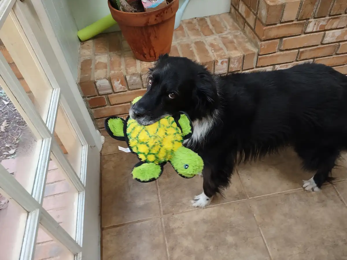 A black and white dog stands on a tiled porch holding a bright green and yellow plush turtle toy in its mouth, looking up…