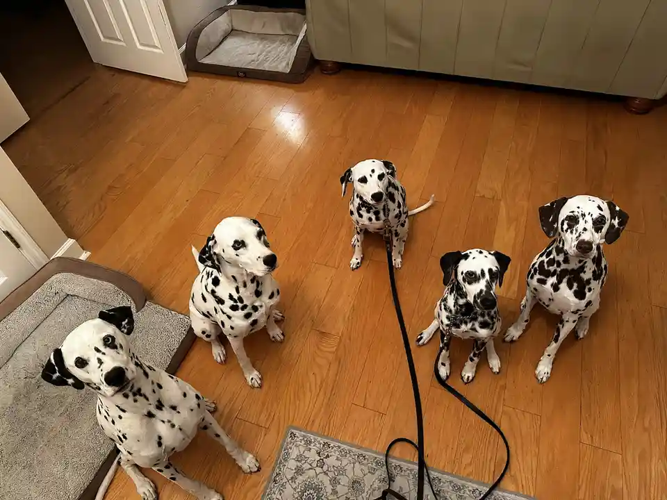 Five Dalmatian dogs are sitting attentively on a hardwood floor in a home, looking up expectantly. One dog is on a leash…