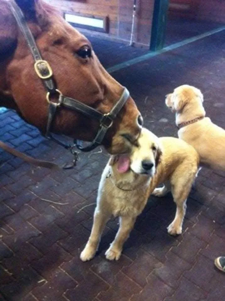 A brown horse wearing a halter leans down and licks the face of a golden retriever that has its tongue out and eyes closed…