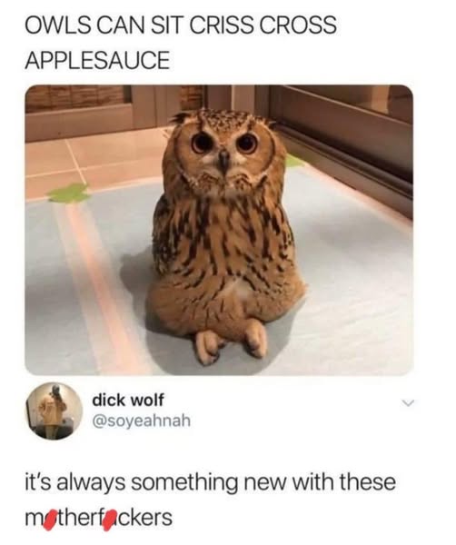 A close-up photo of a large, fluffy brown owl sitting upright on a light-colored tiled floor, its legs crossed in a…