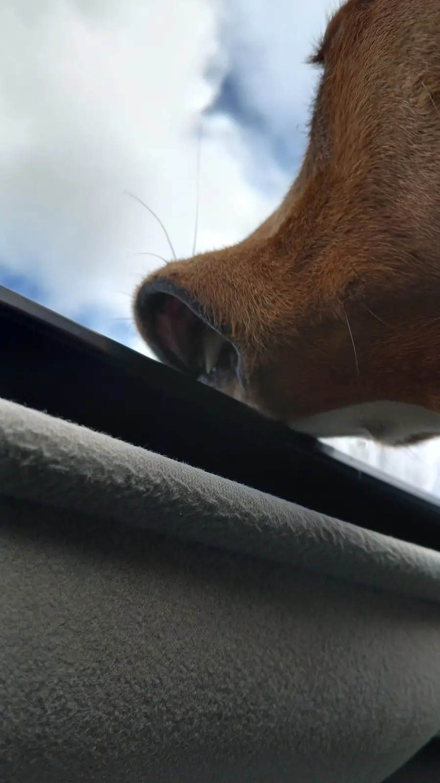 A close-up shot shows the snout of a brown dog with its mouth slightly open, revealing teeth, as it leans out of a car…