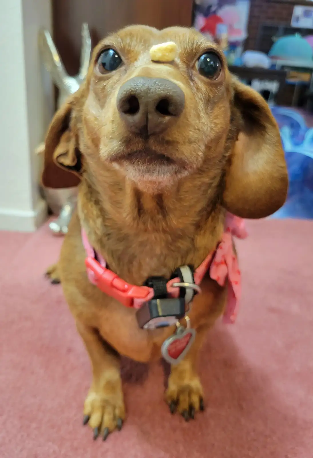 A close-up photo of a brown dachshund looking up with wide, innocent eyes, a small yellow snack balanced on its nose…