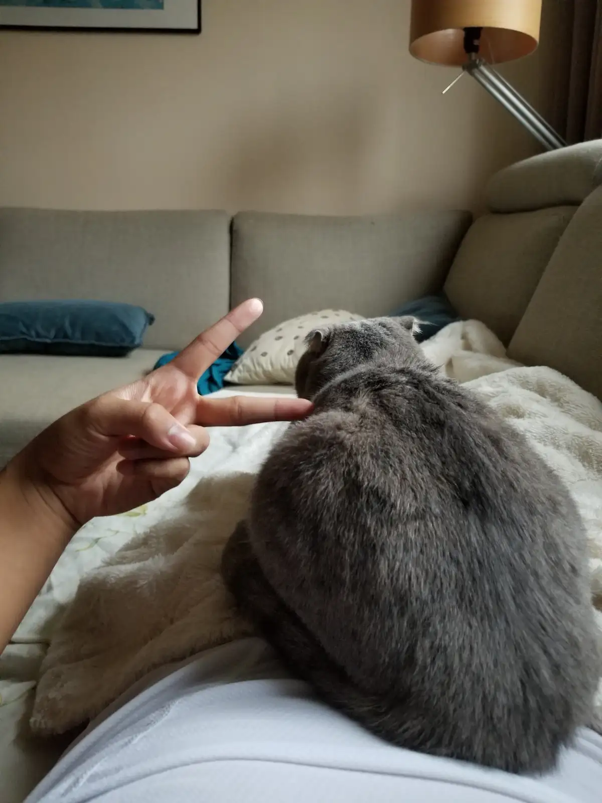 A person's hand makes a peace sign next to a gray cat sitting on a couch, with the text 'peace out cat' overlaid. The cat is…