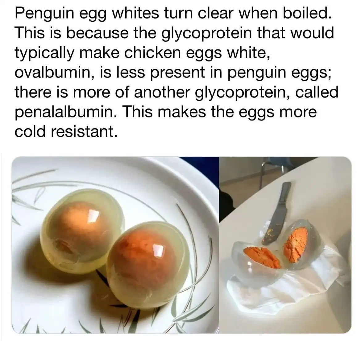 The image displays two side-by-side photos of boiled penguin eggs. The left photo shows two whole eggs with clear…