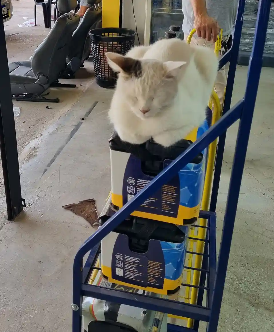 A fluffy white cat with a small dark patch on its head is sleeping peacefully while perched atop a yellow and blue…