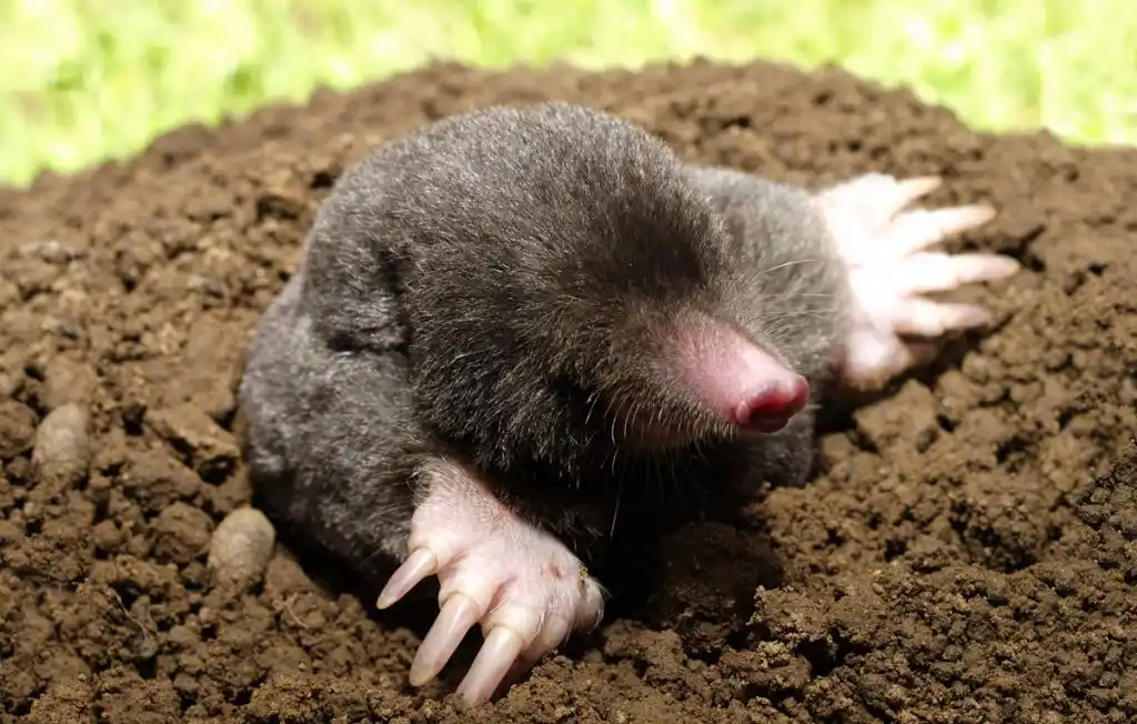 A close-up photo of a small, dark-furred mole with large, pale claws and a pink snout emerging from a mound of dark brown…