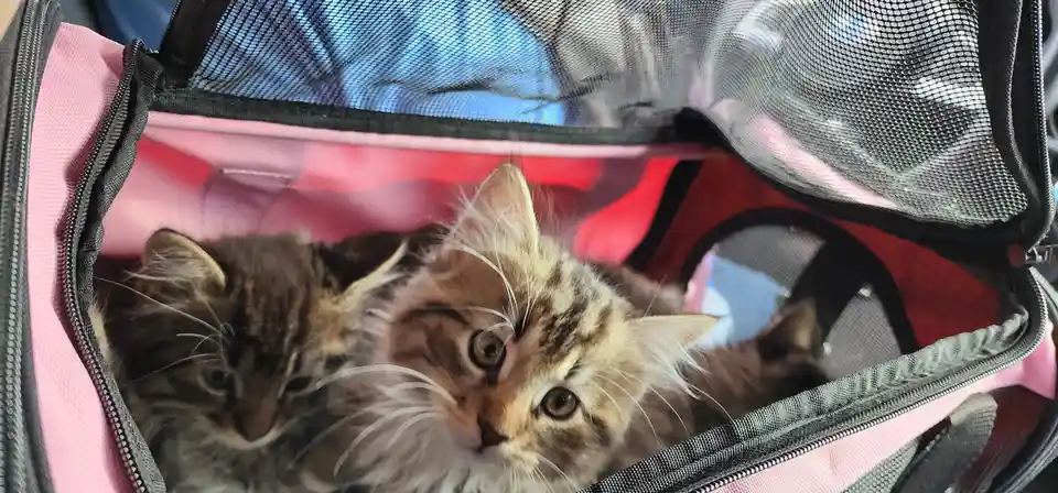 Three fluffy tabby kittens are nestled inside an open pink pet carrier with mesh windows. One kitten looks directly at the…