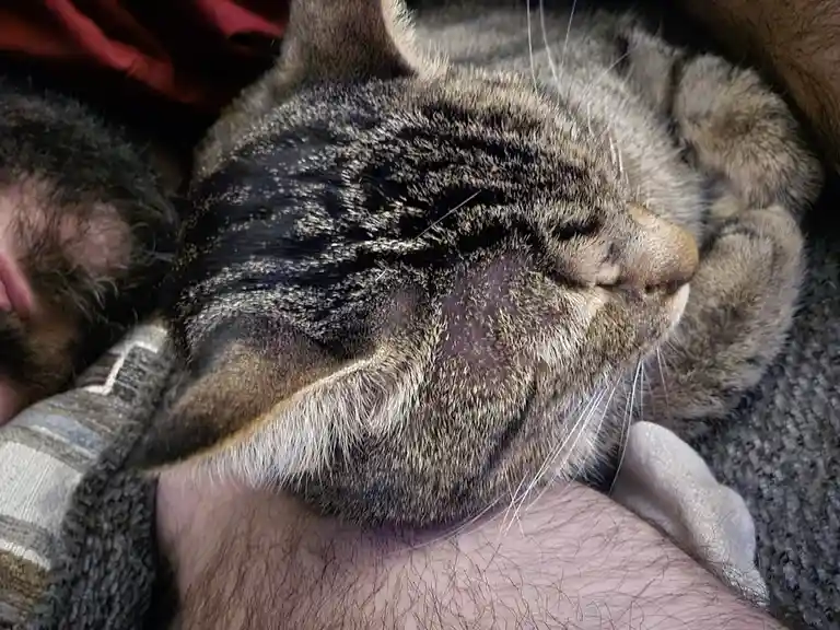 A close-up photo shows a tabby cat sleeping peacefully with its eyes closed, nestled against a person's hairy arm and chest…