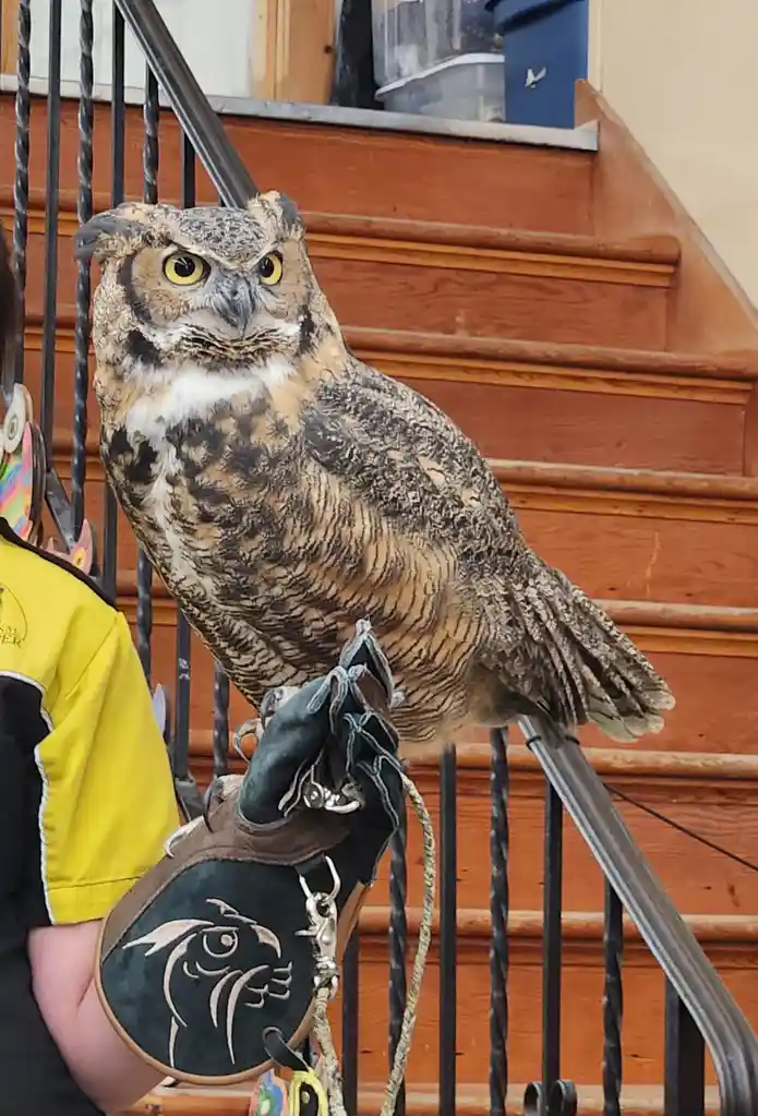 A large great horned owl with intense yellow eyes perches on a gloved handler's arm, which is wearing a leather glove with…