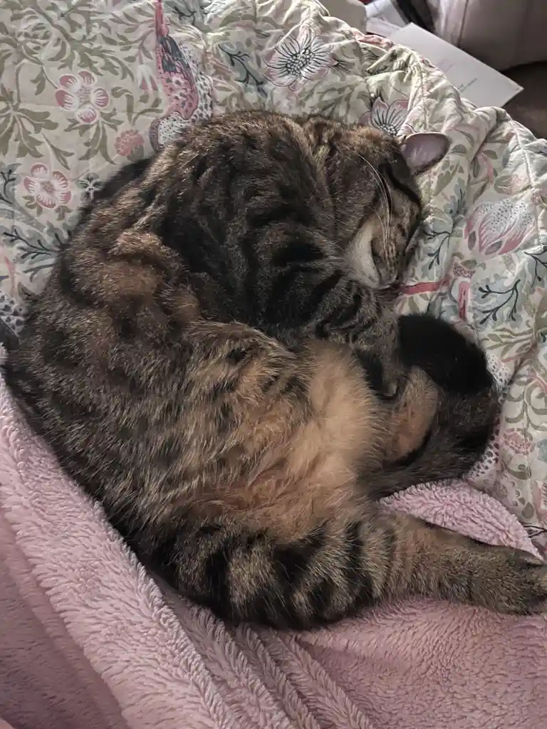 A tabby cat is curled up and sleeping soundly on a floral-patterned blanket, partially resting on a pink fluffy blanket. The…
