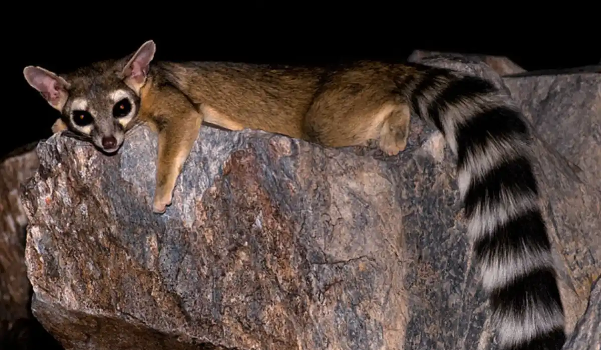 a close-up photo of a nocturnal animal, likely a ring-tailed cat or genet, resting on a large rock at night. The animal has…