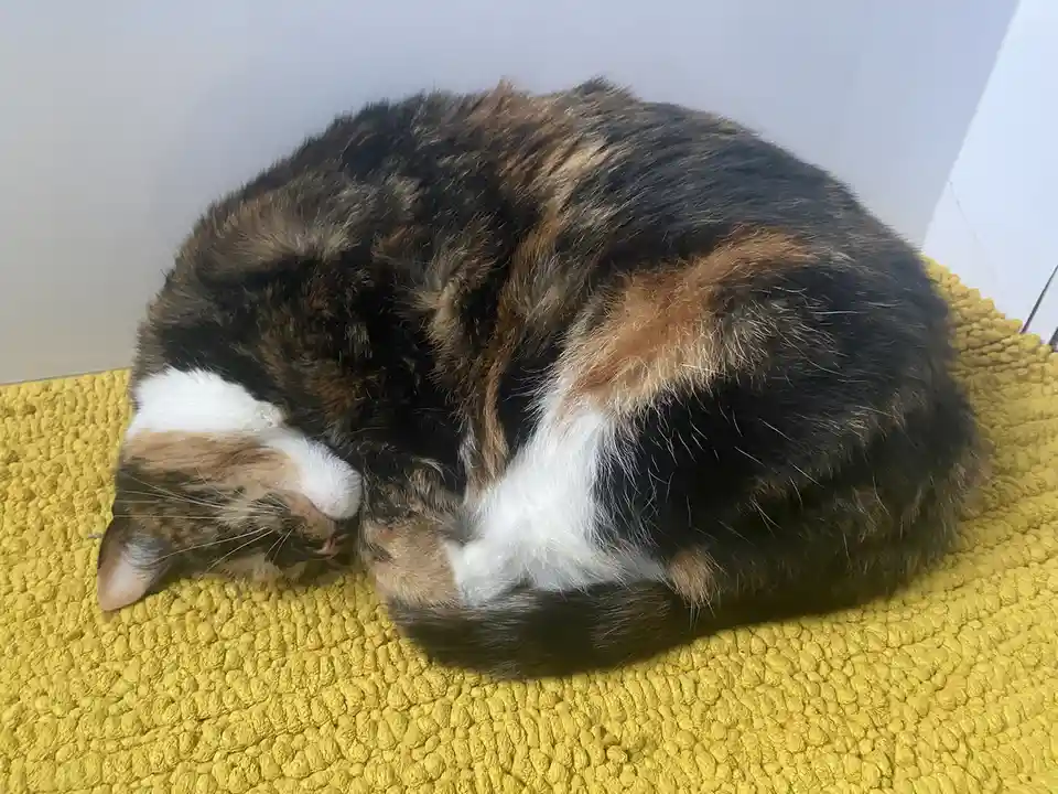 A calico cat with black, orange, and white fur is curled up tightly in a ball, sleeping soundly on a bright yellow textured…
