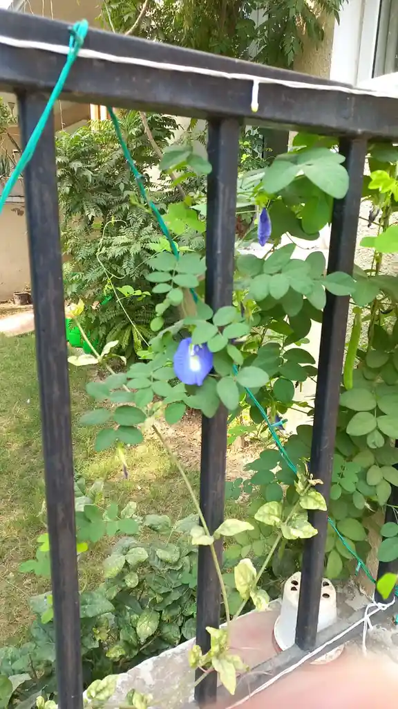 A vibrant blue butterfly pea flower grows through black metal railing bars in a garden, with green leaves and vines…