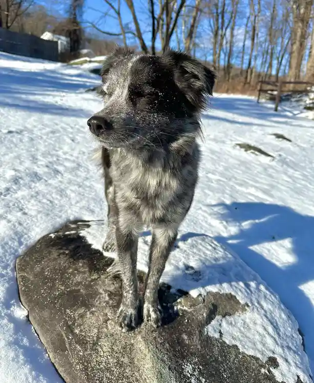 A black and gray dog with snowflakes on its fur stands on a large rock in a snowy outdoor setting, looking off to the side…