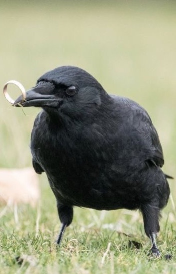 A black bird, likely a crow or raven, stands on grass holding a wedding ring in its beak. The bird looks directly at the…