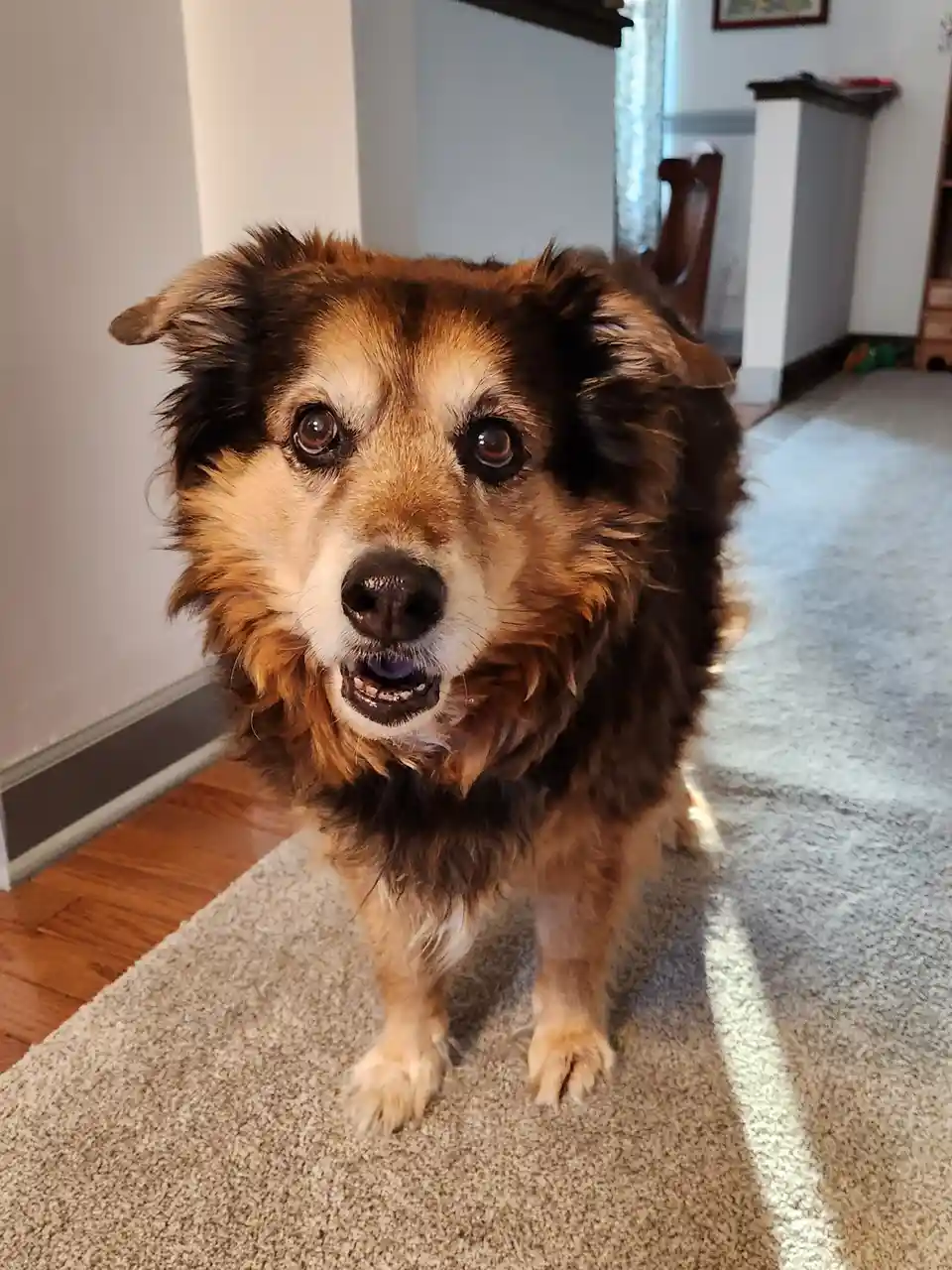 A close-up photo of a fluffy brown and black dog with wide, pleading eyes and its mouth slightly open, standing on a beige…