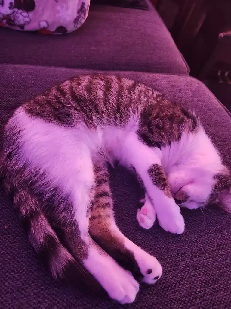 Poe Napping Like a Perfect Little Bun with Paws Crossed
