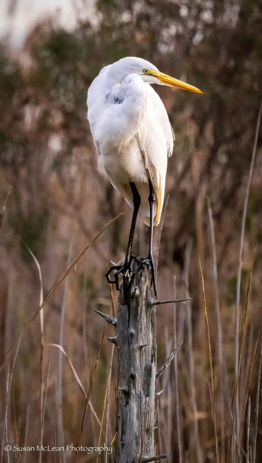 Majestic Egret in Its Natural Habitat