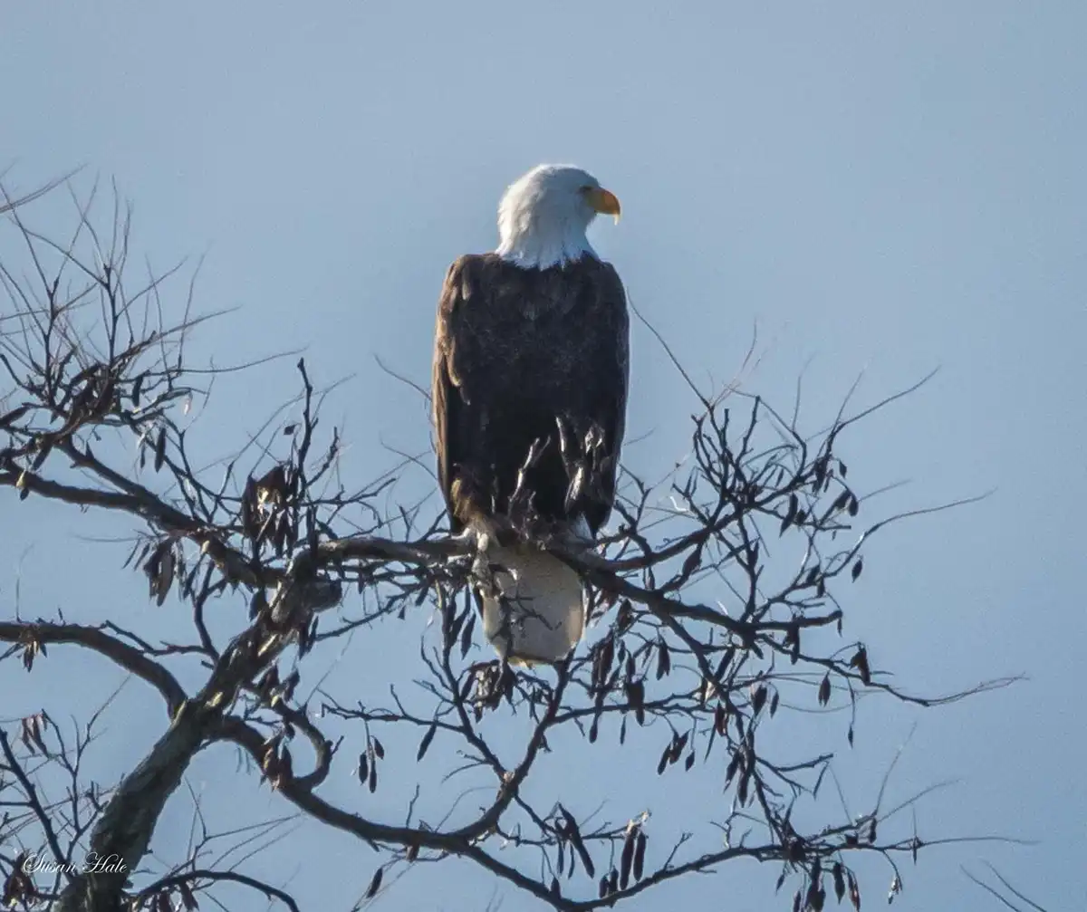 A bald eagle with a white head and dark brown body perches atop a bare tree branch against a clear blue sky. The eagle faces…