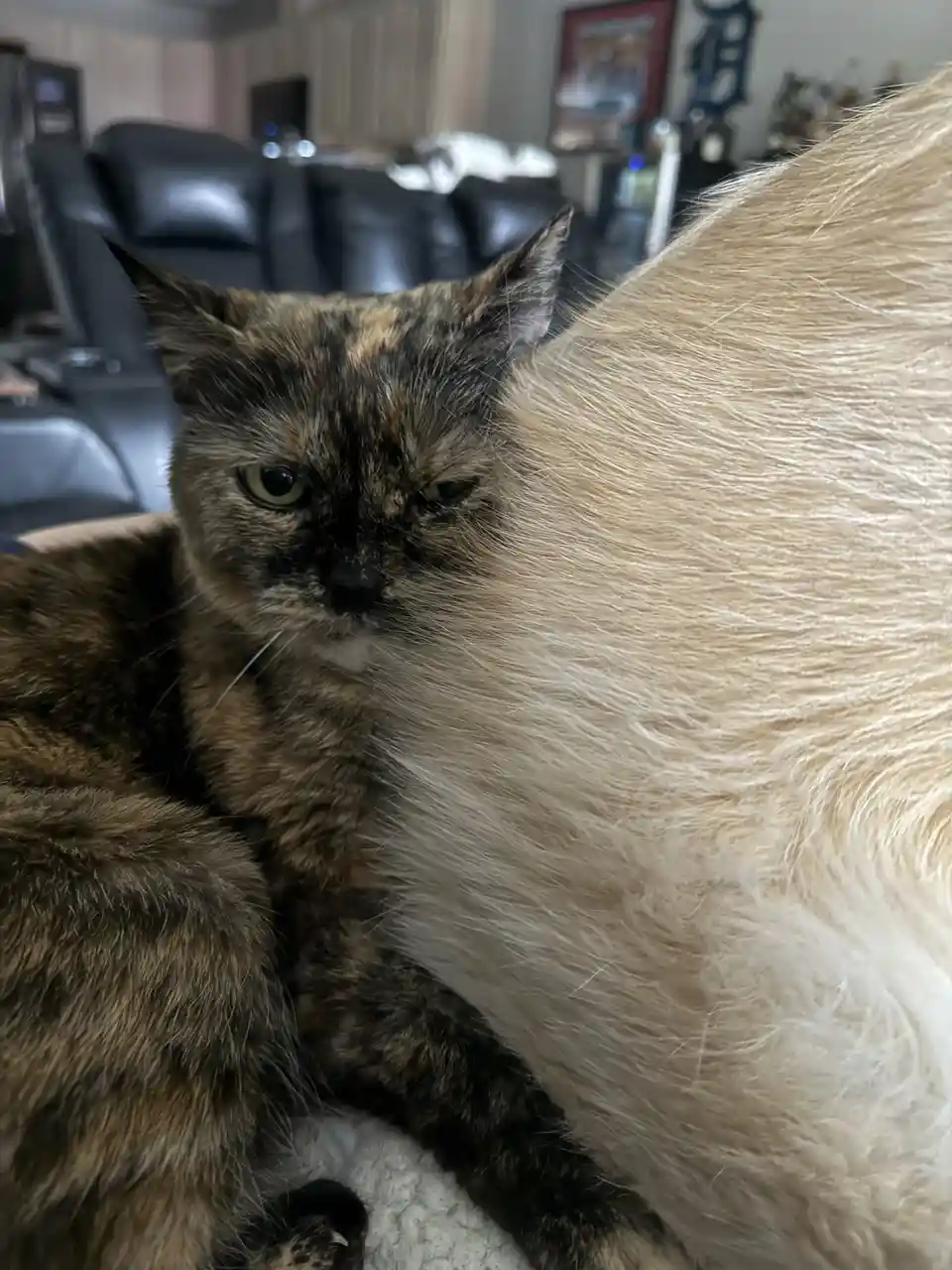 A tortoiseshell cat with a grumpy, unimpressed expression is nestled against the fluffy side of a larger, light-colored cat…