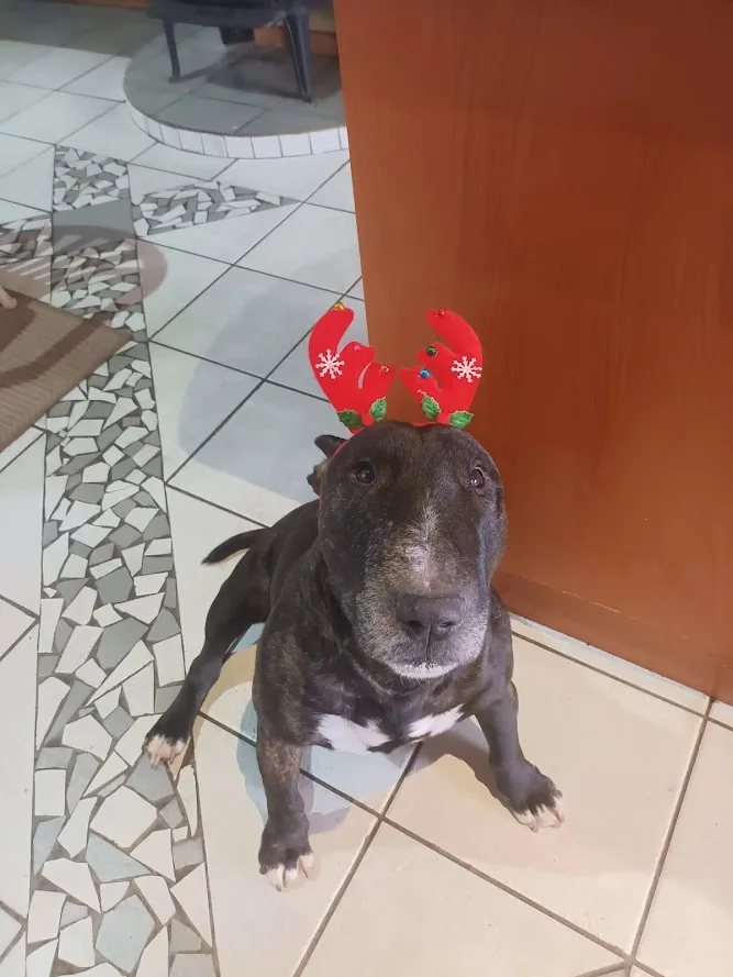A dark brindle dog with a white chest sits on a tiled floor, looking up with a serious expression while wearing red reindeer…