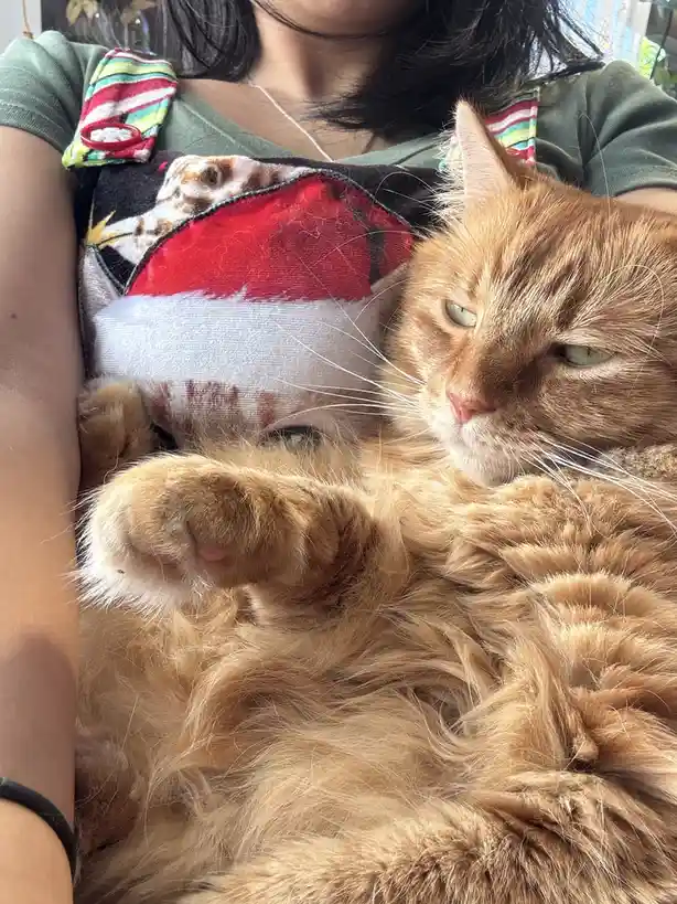 A fluffy ginger cat with green eyes is lounging comfortably on a person's chest, looking relaxed and slightly unimpressed…